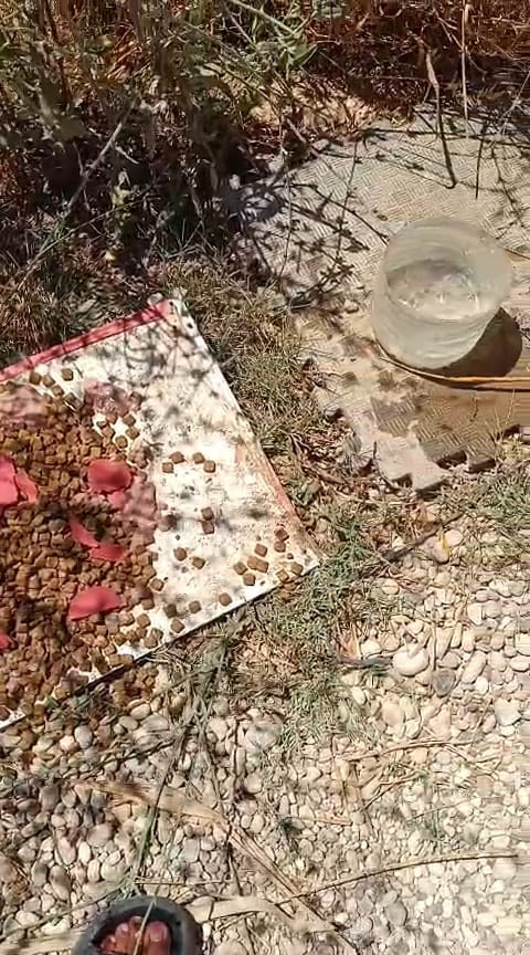 Straßenhund wird behandelt