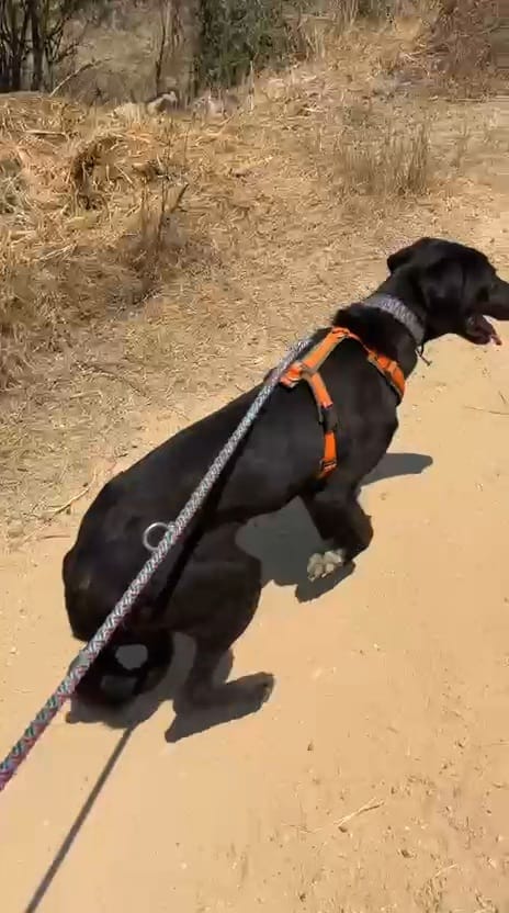 Bindungsaufbau zwischen Hund und Mensch