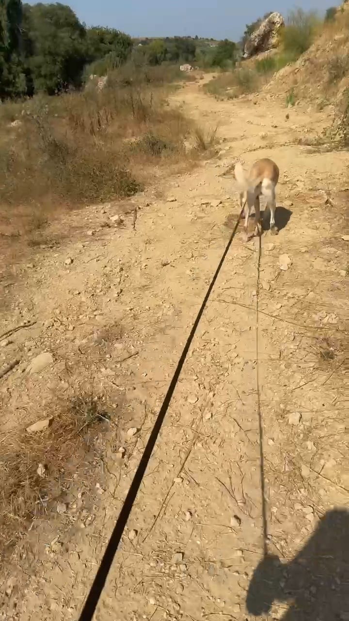 Hund beim ersten Gassigehen