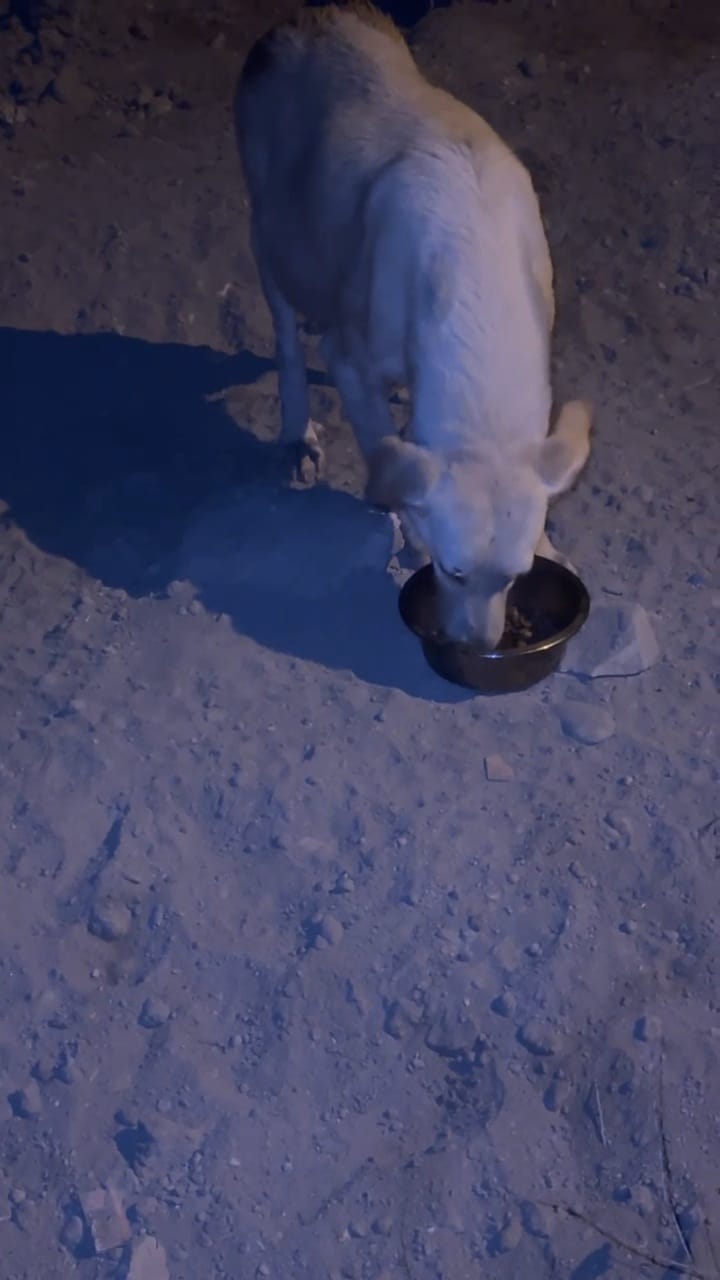 Futterausgabe an Straßenhunde
